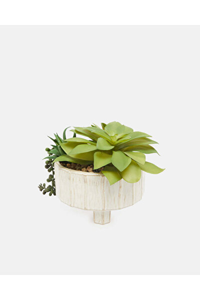 REDTAG Succulent Arrangement In Cream Footed Planter