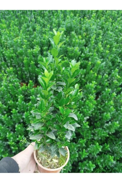 Tunç Botanik MEZAR - KABİR BİTKİ SETİ - 10 ADET YEŞİL TAFLAN GREENSPİRE 25-30 CM + 20 KG DOLOMİT TAŞI