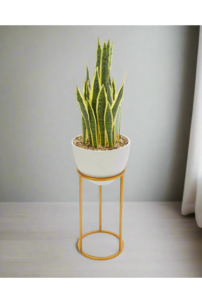 REDTAG Green Artificial Tiger Plant In Magnesium White Pot With Metal Base