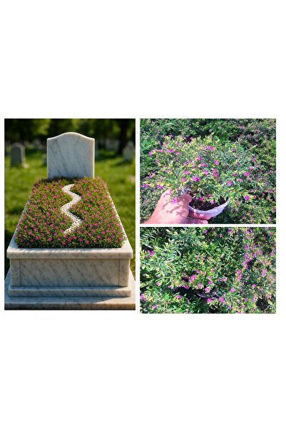 Tunç Botanik MEZAR - KABİR BİTKİ SETİ - 30 ADET CENNET ÇİÇEĞİ KUFEYA