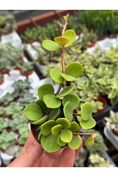 SukuLand Peperomia Hope ‘Umut sarmaşığı’ özel tür sukulent 5,5cm saksıda