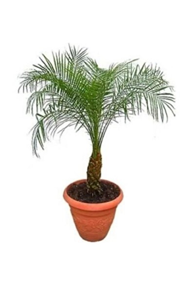 prestijiseed Ekim Seti Cocos Palmiye Ağacı Tohumu Kraliçe Palmiye 3 Tohum+Saksı+Toprak