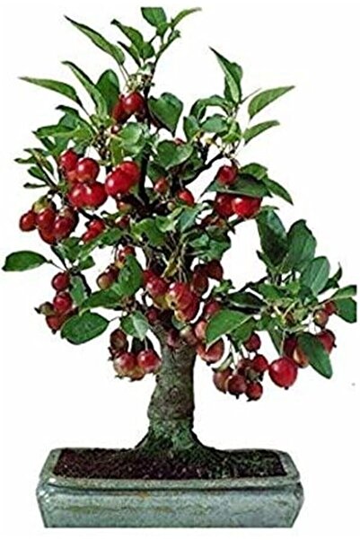 Genel Markalar Adet Tohum Bodur Bonsai Kiraz Ağacı Bonzai Tohumu Saksı Toprak...