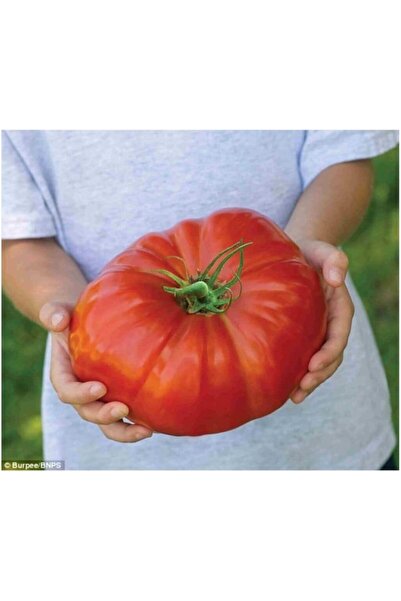 Genel Markalar İthal Dev Hollanda Domates Tohumu 10 Adet Tohum