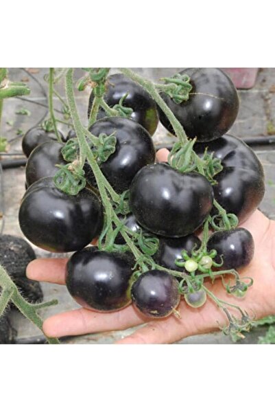 Genel Markalar Dünyam Siyah Domates Tohumu