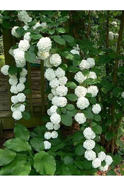 Genel Markalar Look 10 15 Adet Sarmaşık Snowball-kartopu Çiçek Tohumu Beyaz T...