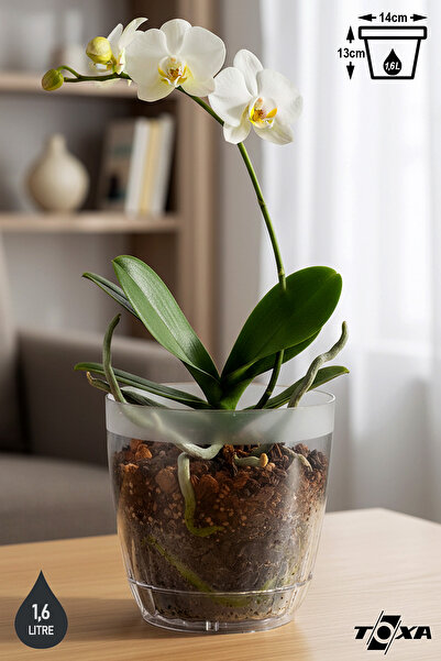 ToXA 1.5 litre Kristal Orkide Saksısı Tabaklı Şeffaf Plastik Saksı Ø14,3 x 13,3 cm