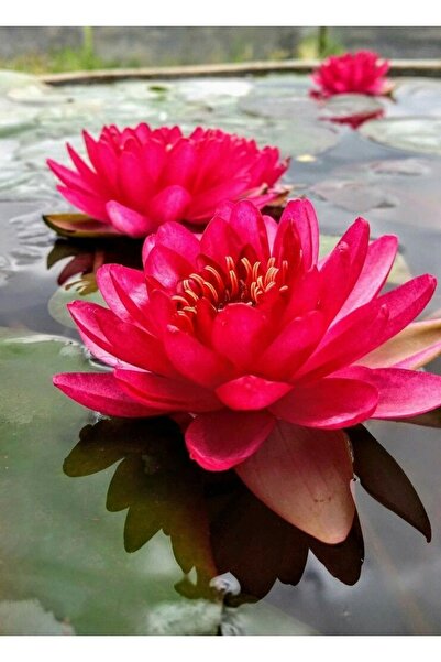 ŞAFAK PEYZAJ TOHUMCULUK Lotus Çiçeği Tohumu Nilüfer Çiçeği 3 Adet Kırmızı Renk