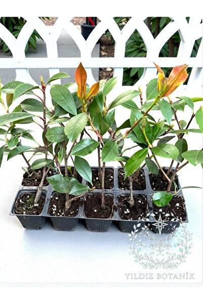 YILDIZ BOTANİK 10 Adet Alev Ağacı Çit Bitkisi Alev Çalısı Fidanı 20-30 Cm