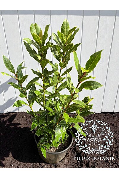 YILDIZ BOTANİK Kokulu Defne Fidanı Aromatik Defne Ağacı Bitkisi Laurus Nobilis 45-60 Cm