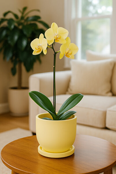 Marxwes Beton saksı