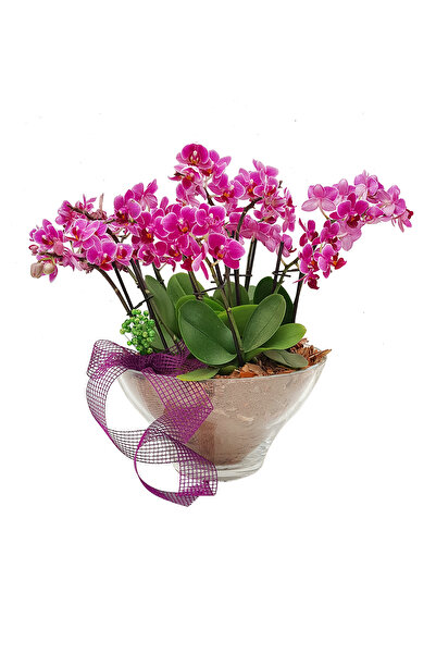 çiçekseli Lal Serisi Mini Phalaenopsis Orkideler & Cam Kasede Orkide Çiçeği Canlı Bitki Hediye Aranjman Çiçek