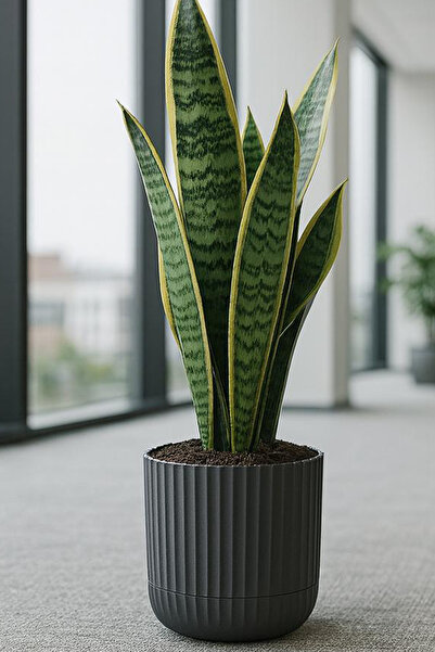 TEMMUZ HOME Zeraf SaksıNo:4–1 Adet 7.2 Litre Tabaklı Masa ve SehpaÜzeri Saksı...