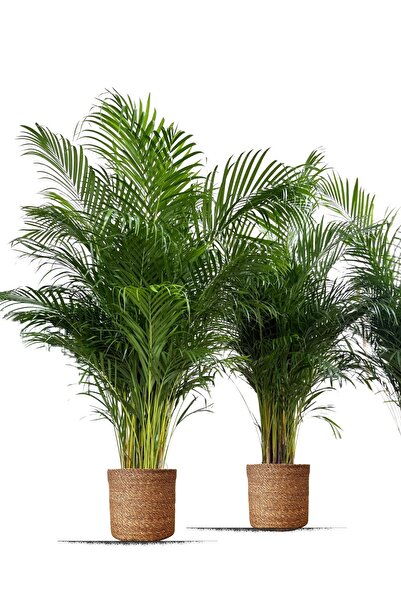 BitkiKapında Areka Salon Palmiyesİ XXL 190-200 cm (Dypsis Lutescens) poşetli ...