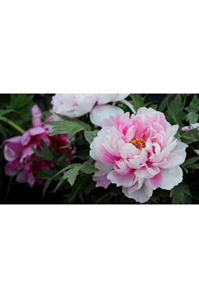 Genel Markalar Dünyam 5 Adet Pembe Şakayık Çiçeği Tohumu