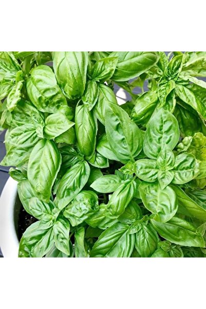 Sevimle Store Paket Anadolu Yeşil İri Yapraklı Fesleğen Fidesi (5 adet)