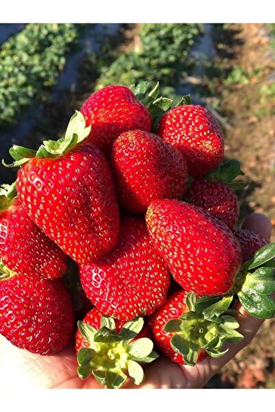 Genel Markalar Garden Doğal Yediveren Anadolu Çileği Tohumu 100 Ad. Tohum