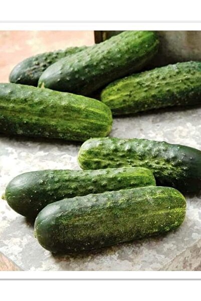 Genel Markalar TARIM HİBRİT KORNİŞON TOHUMU CAN F1 100 ADET TOHUM