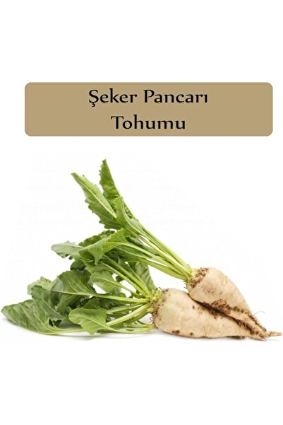 Genel Markalar Organik Şeker Pancarı Tohumu 1 Paket (10Gr=500+ Adet) Pancar T...