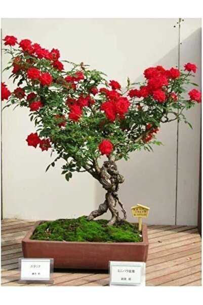Genel Markalar Look Bodur Kırmızı Gül Bonzai Ağacı Tohumu 5 Adet Tohum Bonsai Ağacı Tohumu TH-0977964300091