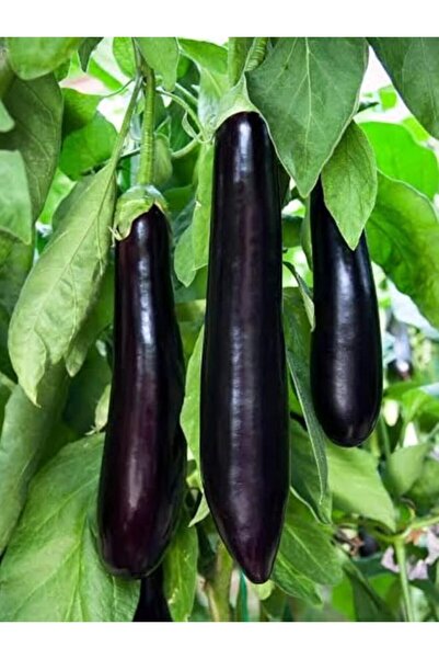 Genel Markalar Garden Doğal Patlıcan Meşhur Aydın Siyahı 100 Ad. Tohum