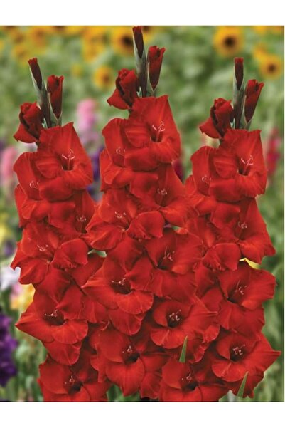 Genel Markalar Kırmızı Glayöl Soğanı 5 Adet