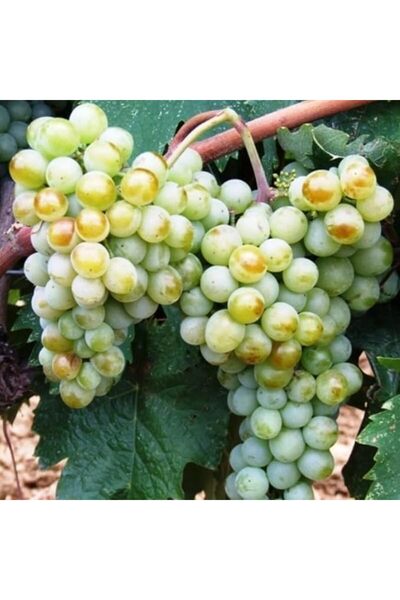 Doganline Store Sepetim 2 Yaş Narince (Tokat) Sarmalık Üzüm Asma Fidanı