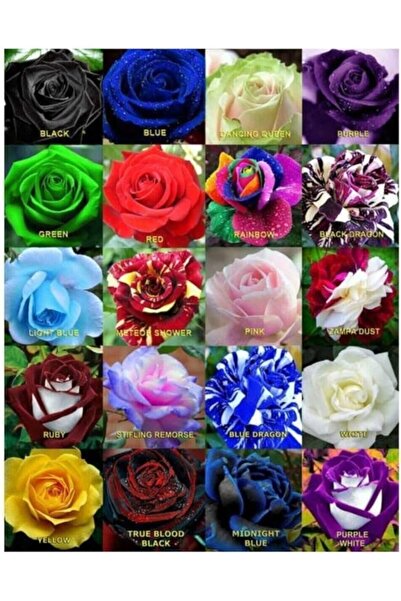 Genel Markalar Dünyam 20 Adet 20 Çeşit Karışık Gül Tohumu