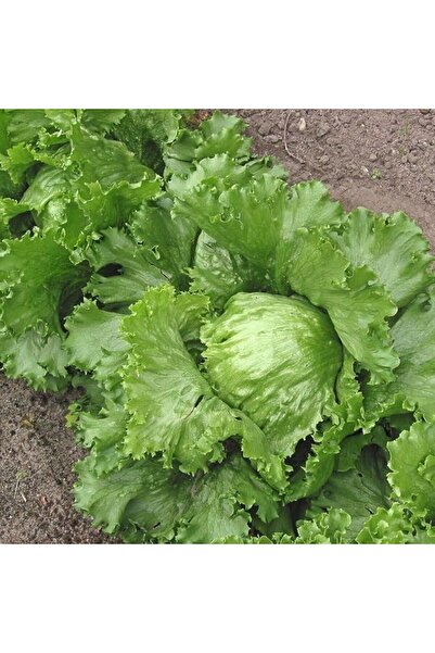 Genel Markalar Naturel Geleneksel Kıvırcık Marul Fidesi (5 adet)