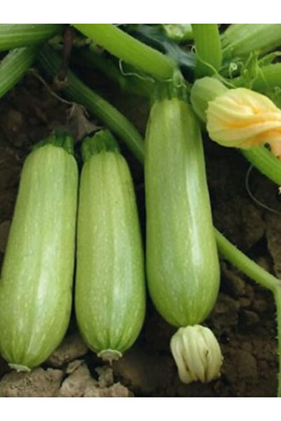 Genel Markalar Garden Doğal Sakız Tipi Dolmalık Kabak Tohumu 20 Ad. Tohum