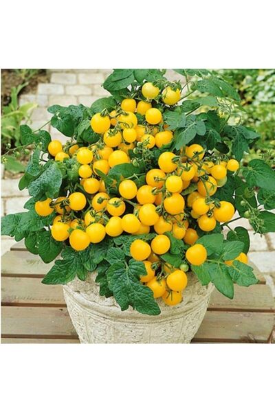 Genel Markalar Adet Saksılık Sarı Kiraz Domates Tohumu