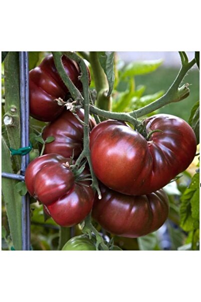 Genel Markalar Adet Siyah Kırım Domates Tohumu