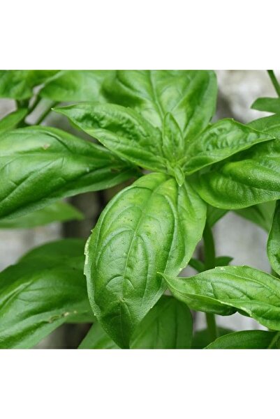 Genel Markalar Naturel Doğal Yeşil Yaprak Fesleğen Fidesi (5 adet)