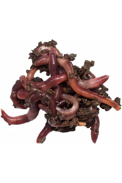 Genel Markalar Organik 2.000 Adet Kırmızı Kaliforniya Kompost Gübre Solucanı