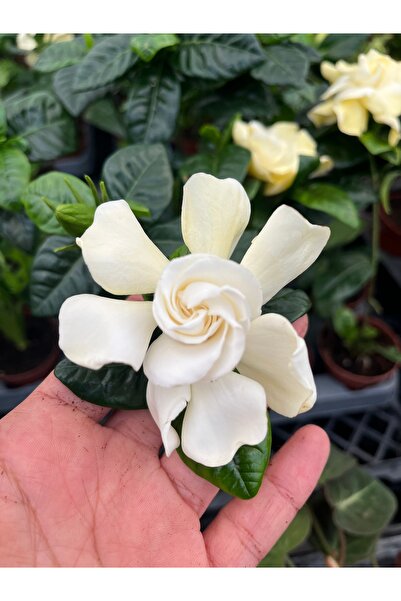nazlı çiçekçilik Gardenya Çiçeği Kokulu Bitki 7lik saksıda