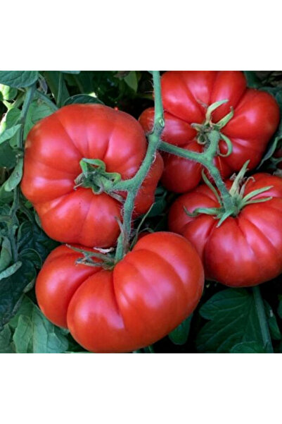 Tohum Dünyası 10+ Adet Geleneksel Marmande Biftek Domates Tohumu- Erkenci Tür
