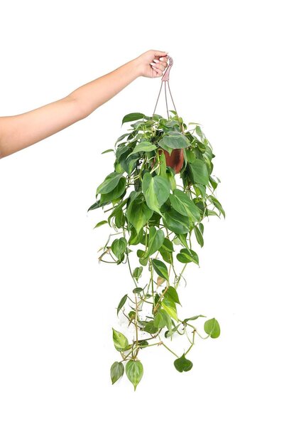 gardenkoala Patos Askılı – Epipremnum aureum – 15 cm Saksı