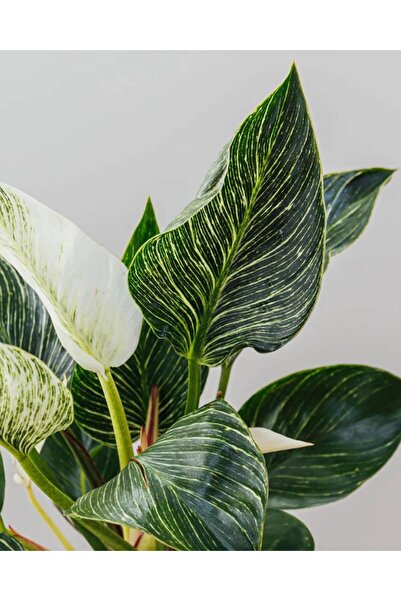 philodendron rhaphidophora Rhaphidophora tetrasperma – Mini Monstera for Small Spaces main image 0
