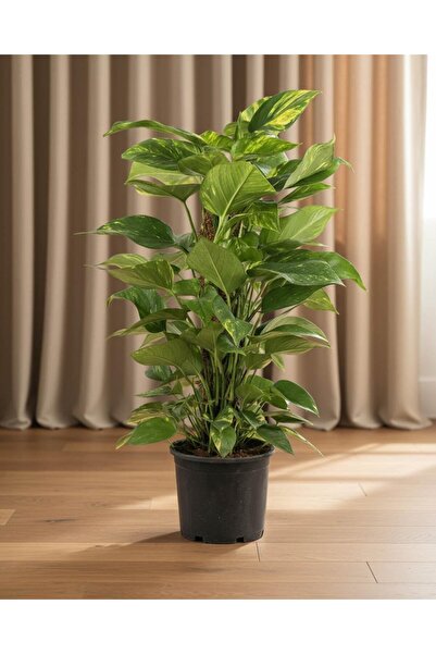 gardenkoala Salon Sarmaşığı – Epipremnum aureum Sopalı 60 cm