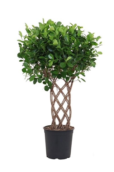 gardenkoala Ficus Maclome Braided Örgülü – Ficus microcarpa Maclame Braided –...