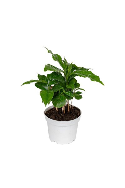 gardenkoala Kahve Bitkisi – Coffea Arabica – 12 cm Saksı