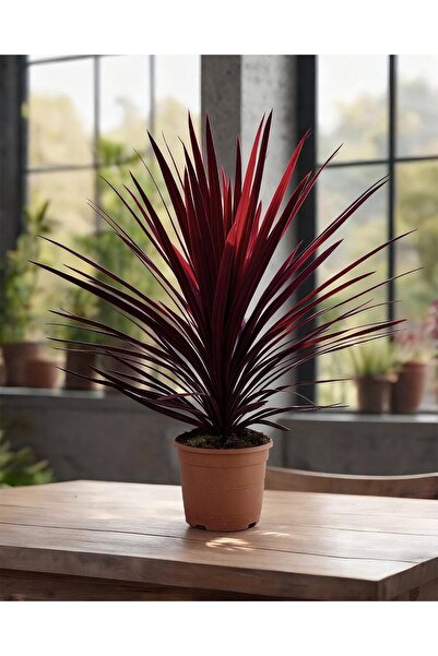 gardenkoala Kordilin Bitkisi – Cordyline Red Star
