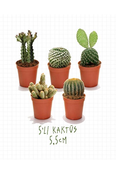 gardenkoala 5'li Kaktüs Seti