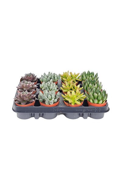 gardenkoala Sukulent Seti – Succulent Mix – 8,5 cm Saksı (12 Adet)