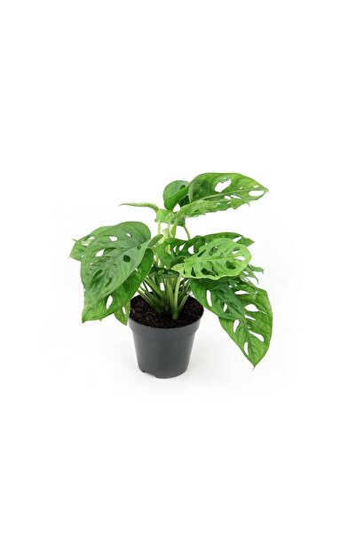 gardenkoala Deve Tabanı Bitkisi – Monstera adansonii Monkey Mask – 12 cm Saksı