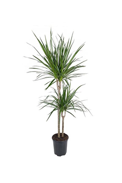 gardenkoala Dracena Marginata – Dracena Marginata – 30-60 cm, 19 cm Saksı