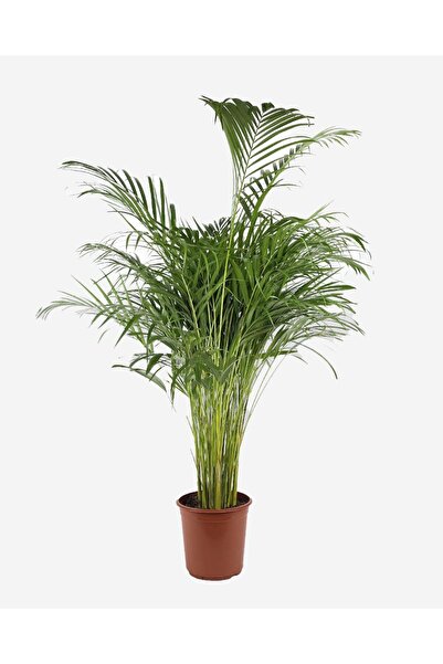 gardenkoala Areka Palmiyesi – Dypsis lutescens 21 cm Saksı