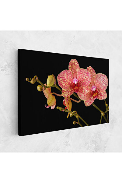Arthub Canvas Painting, Bedroom And Living Room, Flowers, Pink Orchids On Black