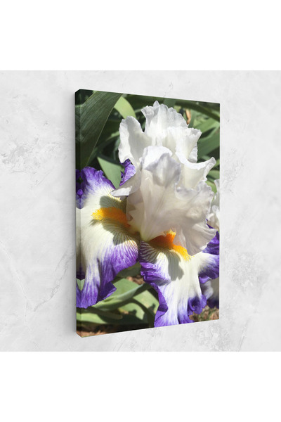 Arthub Canvas Painting, Bedroom And Living Room, Flowers, Garden White Purple Irirs