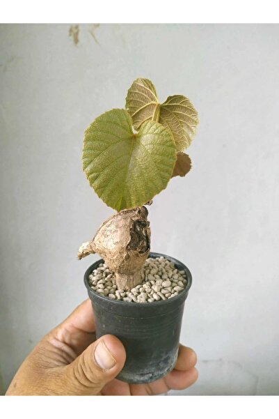 ATLANTE CACTUS Ampelocissus martini - Kamboçya Vahşi Üzüm Sarmaşığı